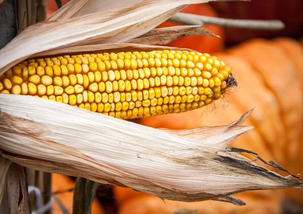 Kukurydza Calico — Zdjęcie stockowe