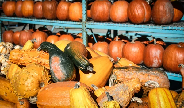 Gourds — Stock Photo, Image