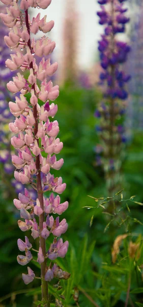 Regen Een Roze Lupine — Stockfoto