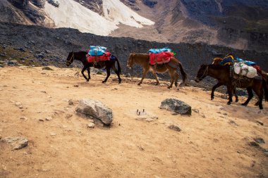 And Dağları 'nda bir patikada atları yükleyin.