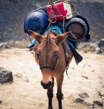 Andes dağında yük atı