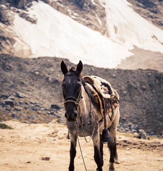 Pack Horse Andes Mountain — Stock Photo, Image