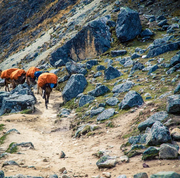 Pakuj Konie Szlaku Peru — Zdjęcie stockowe