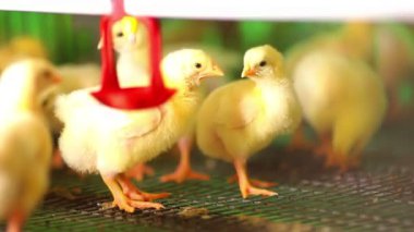 güzel tavuk çiftliğinde