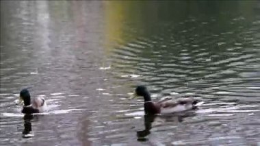 Parktaki güvercinler