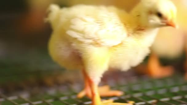 Mooie kippen op de boerderij — Stockvideo