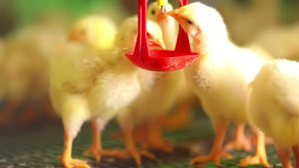 Красивые цыплята на ферме — стоковое видео