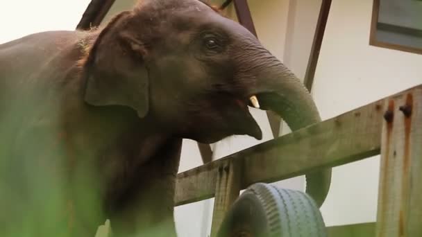 Слон — стокове відео