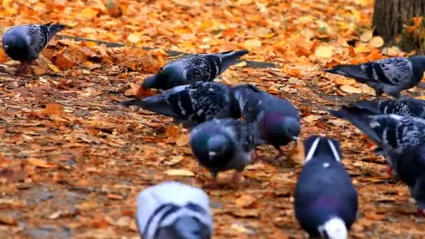 Palomas. — Vídeos de Stock