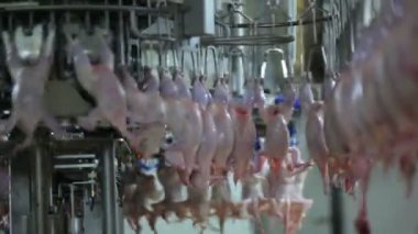 tavuk işleme tesisi