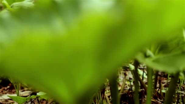 Flores en el jardín — Vídeos de Stock