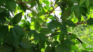 Bahçedeki çiçekler