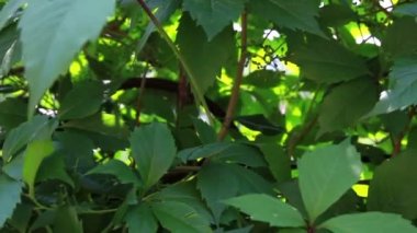 Bahçedeki çiçekler