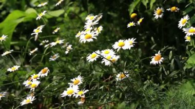 Bahçedeki çiçekler