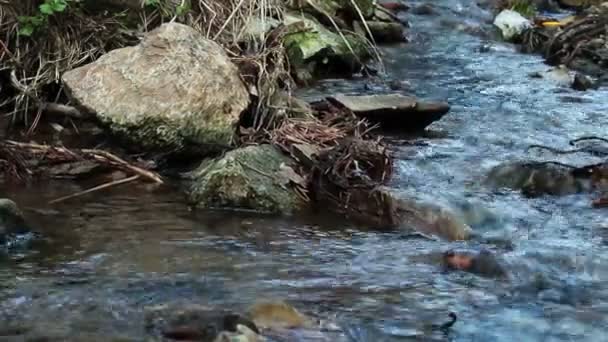 Fluxo em uma floresta — Vídeo de Stock