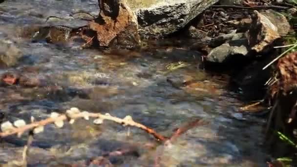Stream dans un bois — Video