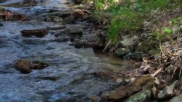 Corriente en un bosque — Vídeos de Stock