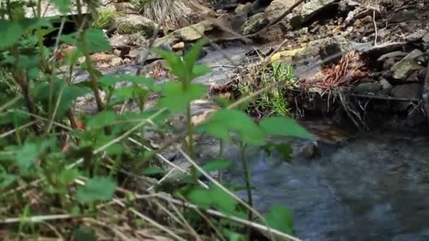 Stream in a wood — Stock Video