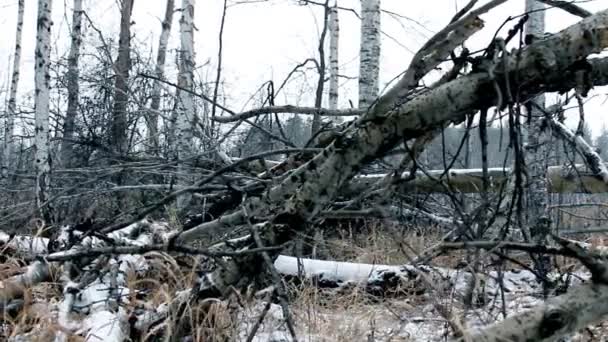 Árboles viejos en bosque de invierno — Vídeos de Stock