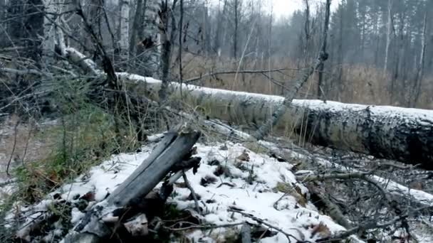 Oude bomen in de winter forest — Stockvideo