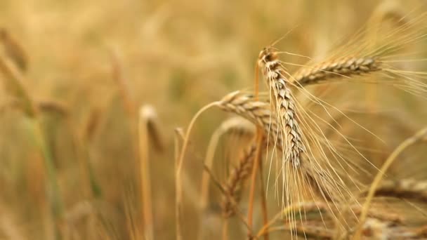 Grain field — Stock Video