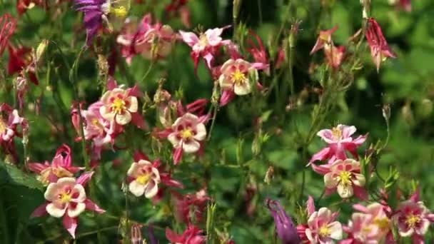 Flores en el jardín — Vídeo de stock