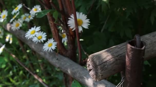 Bloemen in de tuin — Stockvideo