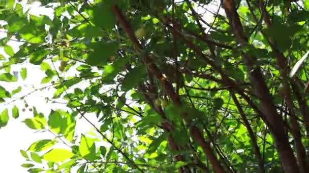 Flores en el jardín — Vídeos de Stock