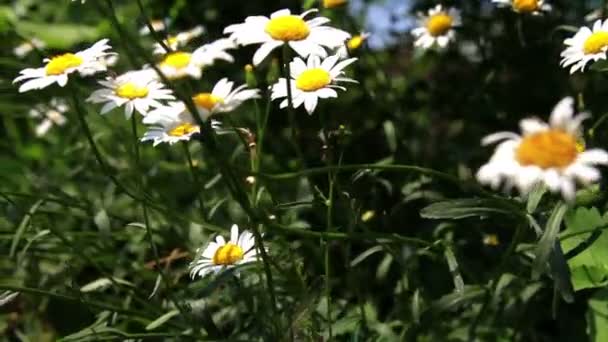 Flores no jardim — Vídeo de Stock