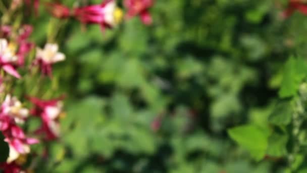 fleurs dans le jardin