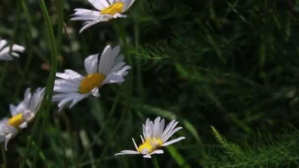 Flowers in the garden — Stock Video