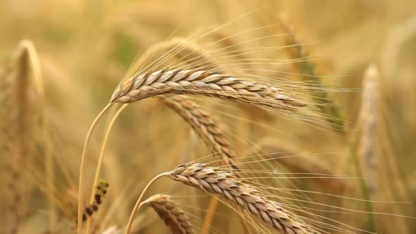 Зерновое поле — стоковое видео