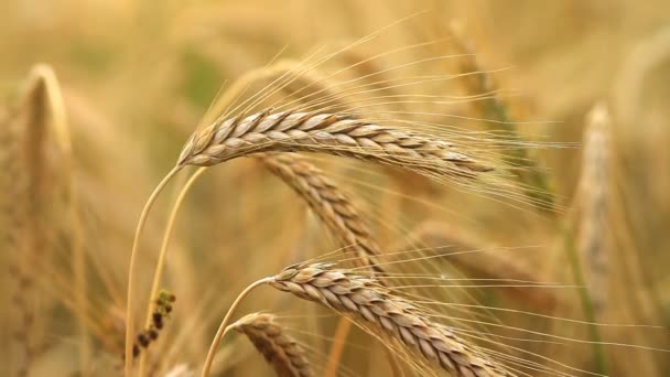 Campo de grano — Vídeos de Stock