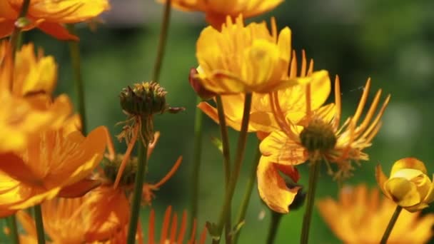 Flores no jardim — Vídeo de Stock