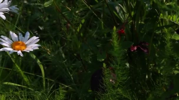 Flores en el jardín — Vídeos de Stock