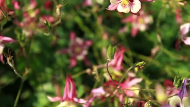 Flores en el jardín — Vídeo de stock