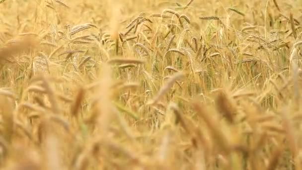 Зерновое поле — стоковое видео