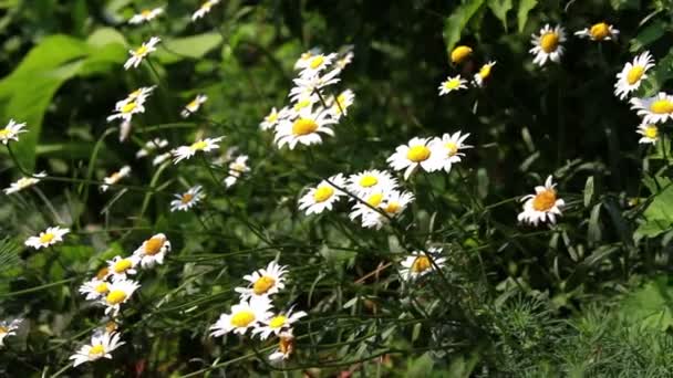 Flores en el jardín — Vídeos de Stock