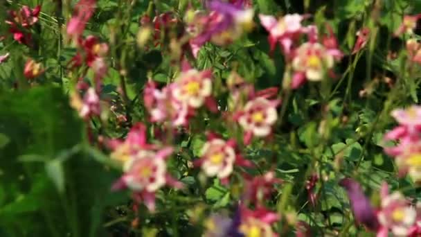 Цветы в саду — стоковое видео