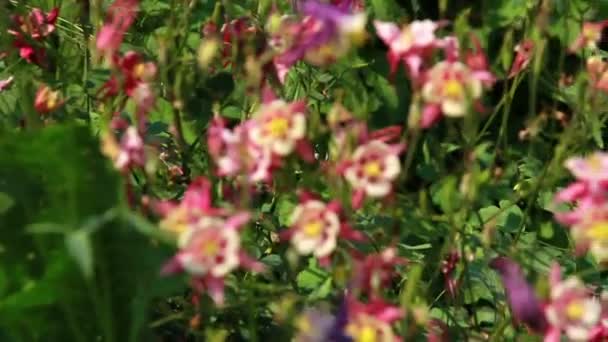 Fleurs dans le jardin — Video