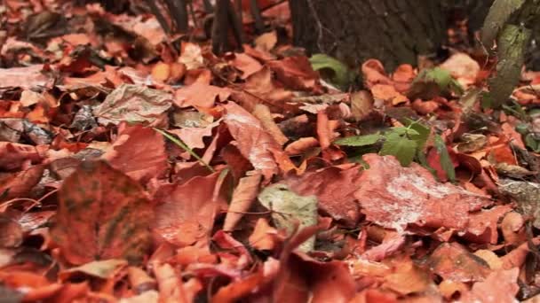 Parque de otoño — Vídeos de Stock