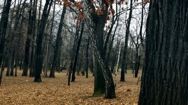 Podzimní park — Stock video