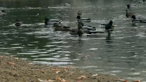 在秋季的池塘里鸭 — 图库视频影像