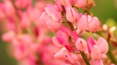 Bahçedeki çiçekler