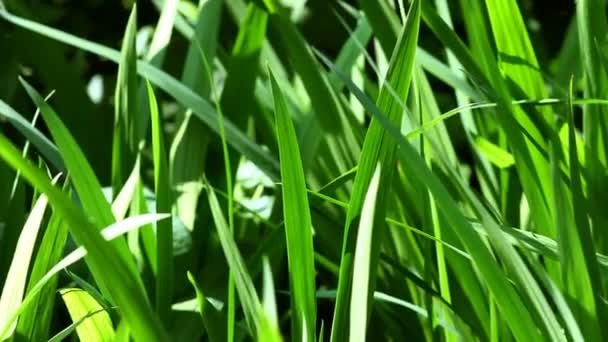 Green Lawn Stock Footage