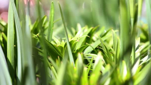 Зеленая лужайка — стоковое видео