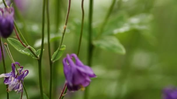 Flores en el jardín — Vídeo de stock