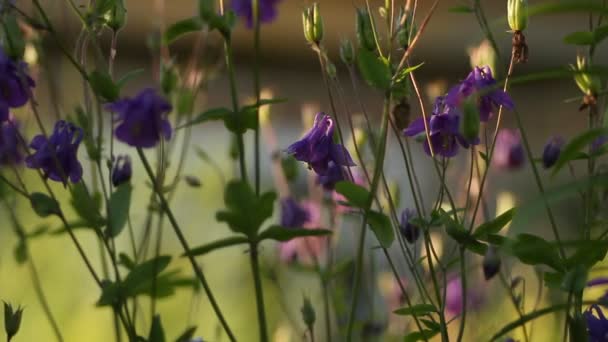 Цветы в саду — стоковое видео