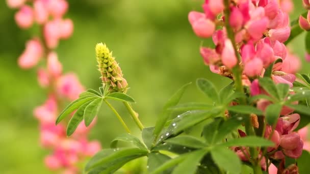 Flores en el jardín — Vídeo de stock