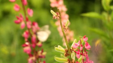 Bahçedeki çiçekler